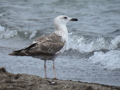 Larus fuscus