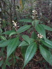 Miconia mexicana