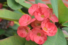 Euphorbia milii