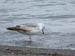 Larus delawarensis