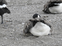 Branta canadensis