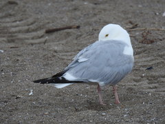Larus argentatus