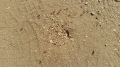 Pogonomyrmex californicus