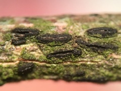 Hysterobrevium smilacis