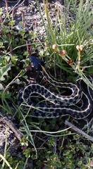 Thamnophis cyrtopsis cyrtopsis