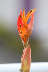Heliconia psittacorum