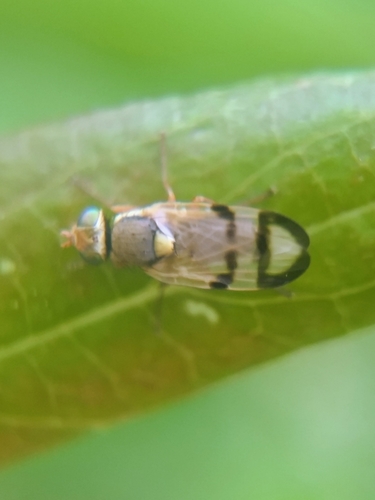 Bull Thistle Gall Fly photo 6