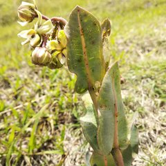 Asclepias glaucescens × lynchiana