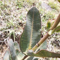 Asclepias glaucescens × lynchiana