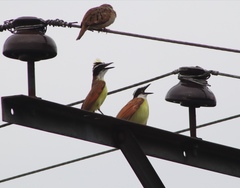 Pitangus sulphuratus