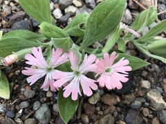 Silene hookeri