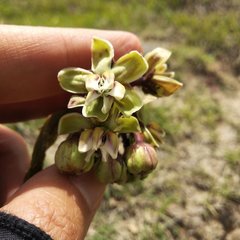 Asclepias glaucescens × lynchiana