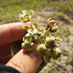 Asclepias glaucescens × lynchiana