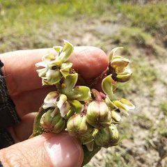 Asclepias glaucescens × lynchiana