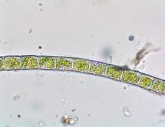 Microspora willeana