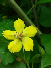 Lysimachia ciliata