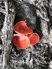 Sarcoscypha occidentalis