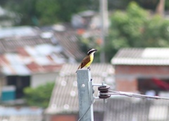 Pitangus sulphuratus