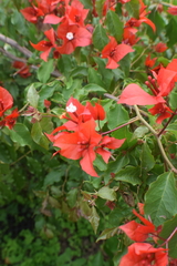 Bougainvillea