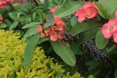 Euphorbia milii