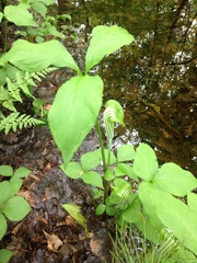 Arisaema stewardsonii