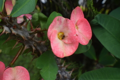 Euphorbia