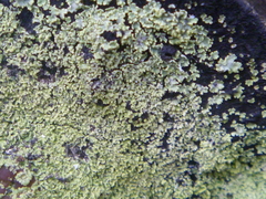 Pannaria athroophylla