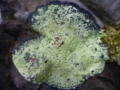 Pannaria athroophylla