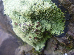 Pannaria athroophylla