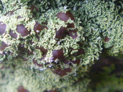 Pannaria athroophylla