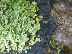 Pannaria athroophylla