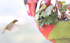 Euphonia laniirostris