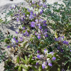Lupinus tidestromii