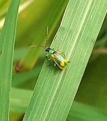 Diabrotica scutellata