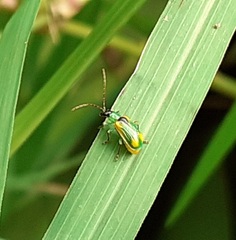 Diabrotica scutellata