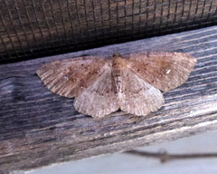 Homochlodes lactispargaria