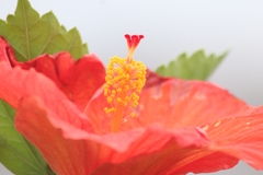 Hibiscus rosa-sinensis