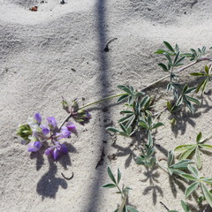 Lupinus tidestromii