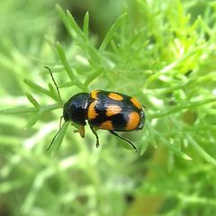 Cryptocephalus anticus