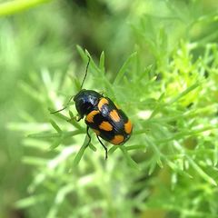 Cryptocephalus anticus