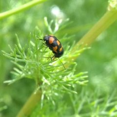 Cryptocephalus anticus