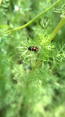 Cryptocephalus anticus