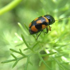 Cryptocephalus anticus