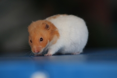 Mesocricetus auratus