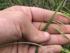 Bromus pubescens