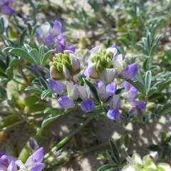 Lupinus tidestromii