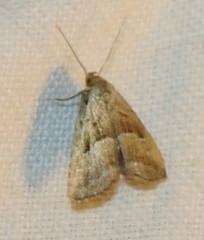 Hypenodes caducus