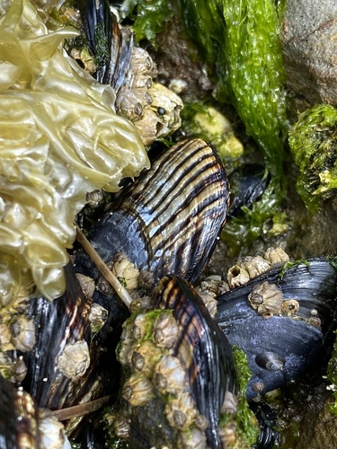 California Mussel, photo 5 of 10