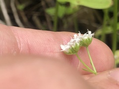 Valerianella chenopodifolia