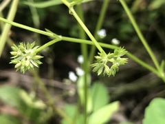 Valerianella chenopodifolia